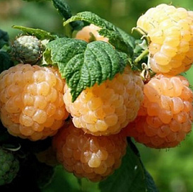 Малина 'Утренняя роса' (Порана роса) (ремонтантная)