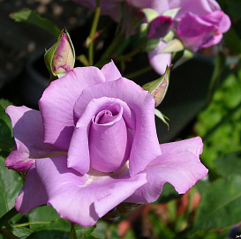 Роза 'Блю Мун'  (чайно-гибридная) (лиловая)