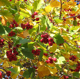 Боярышник однопестичный