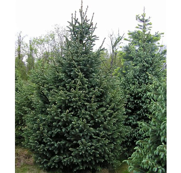 Ель колючая
