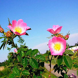 Роза ржавчинная (розовая)