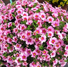 Калибрахоа ампельная 'Блумтастик Роуз Квартц' (кашпо)