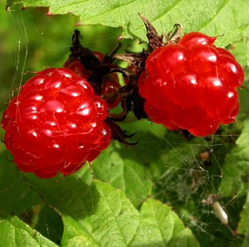 Княженика 'Астра'