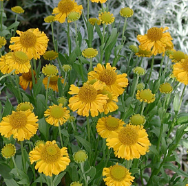 Гелениум осенний 'Хелена Голд'