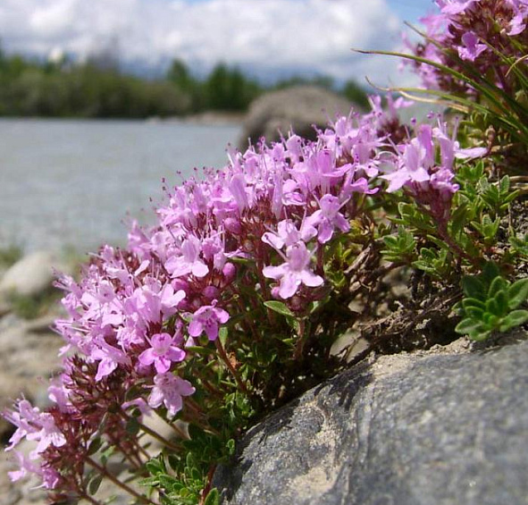 Тимьян обыкновенный 