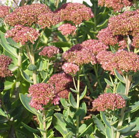 Седум видный (Очиток)  'Отем Джой'