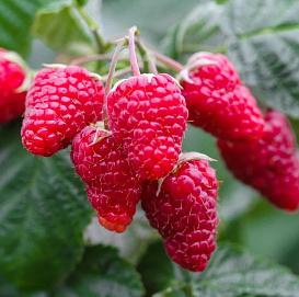 Малина крупномерная