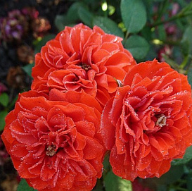 Роза 'Саше' (Флорибунда) (ярко красными)						