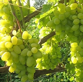 Виноград 'Восторг'