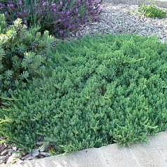 Можжевельник прибрежный 'Блу Пасифик'