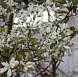 Фотоальбом Апрель в садовом центре (2012 г) Цветки Ирги ламарка