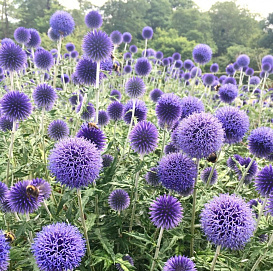 Мордовник обыкновенный (синеголовник)