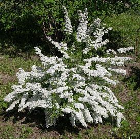 Спирея острозубчиковая 'Аргута'