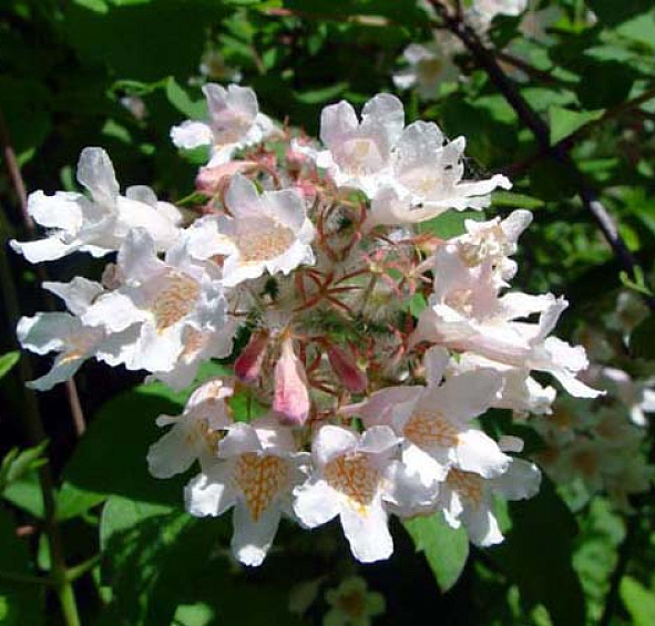 Кольквиция прелестная 'Пинк Клоуд'