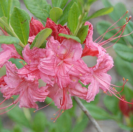 Рододендрон желтый (азалия) 'Вестонс Спарклер' (розово-коралловый)