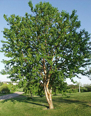 Черемуха Маака