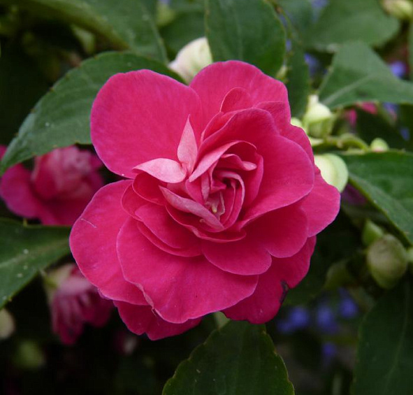 Бальзамин Уоллера