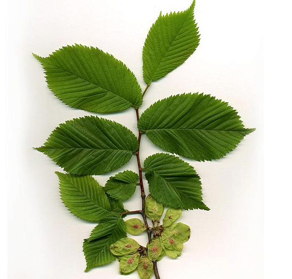 Вяз шершавый 'Пендула'