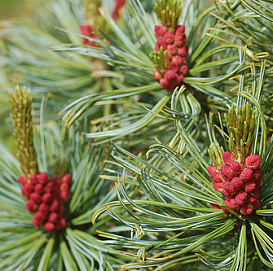 Сосна кедровая стланиковая 'Драйерс Дварф'