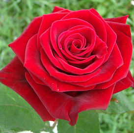 Роза 'Престиж' (чайно-гибридная) (красная)