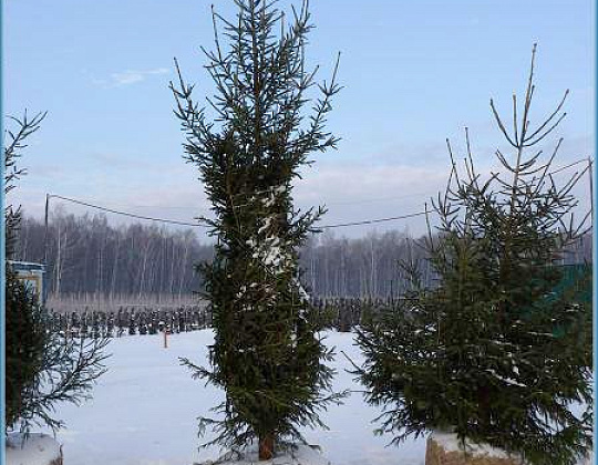 Фотоальбом Хвойные деревья с комом для зимней посадки. Ель, сосна. Фотогрфия 11