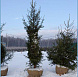 Фотоальбом Хвойные деревья с комом для зимней посадки. Ель, сосна. Фотогрфия 11