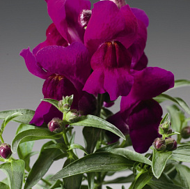 Антирринум компактный (Львиный зев) 'Монтего Вайолет' (темно-розово-лиловый)