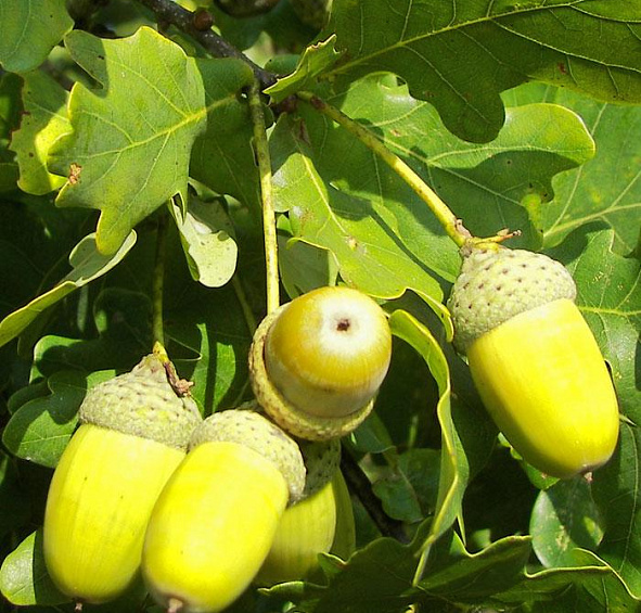 Дуб черешчатый