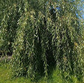 Ива гибридная 'Стрела Купидона'