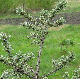 Облепиха 'Гном' (муж)