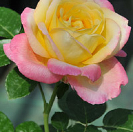 Роза Глория Дей (Gloria Dei)