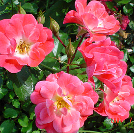 Роза 'Фуксия Мейяндекор' (чайно-гибридная)(коралово - розовая)