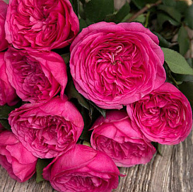 Роза 'Баронесса' (флорибунда) (розово - фуксиевый)						