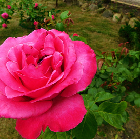 Роза 'Высоцкий' (чайно-гибридная, парковая) (розово-малиновая)