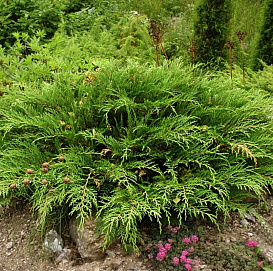 Микробиота перекрестнопарная Лукас (decussata Lucas)