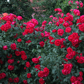 Роза 'Роял Бушнер' (парковая, шраб) (красная)