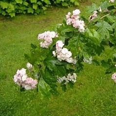 Боярышник морденский 'Тоба'