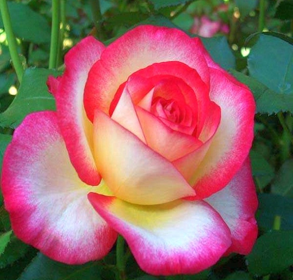 Роза 'Лео Ферре' (чайно-гибридная) (бело - розовая)