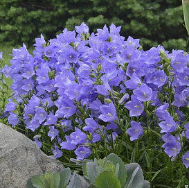 Колокольчик персиколистный 'Такион Блю'