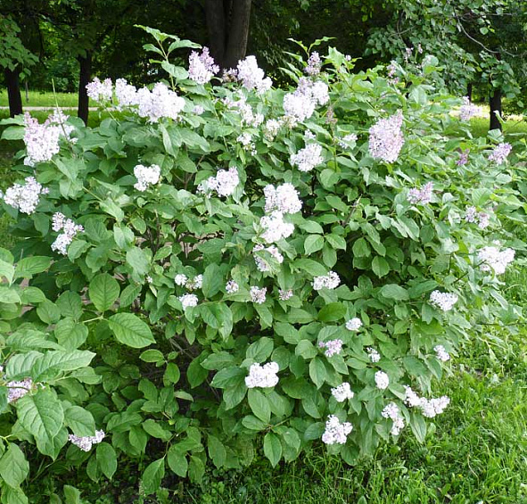 Сирень Мейера 'Палибин' (лиловая)