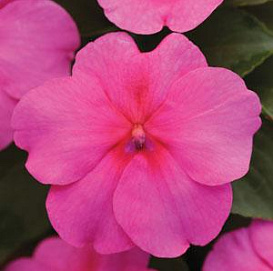 Бальзамин Уоллера 'Эдвантейдж Дип Пинк'(розовый)