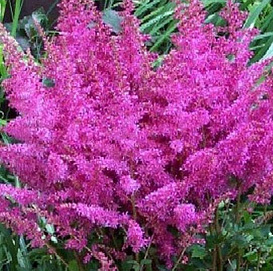 Астильба гибридная 'Юник Лилак'