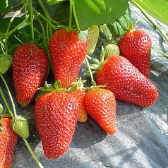 Земляника (клубника) 'Роксана'