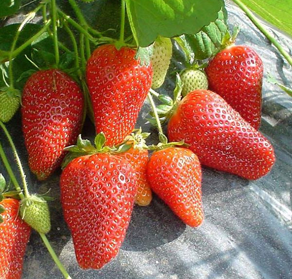 Земляника (клубника) 'Роксана'