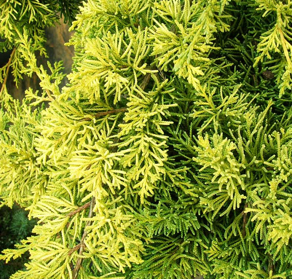Можжевельник средний 'Кинг оф Спринг'