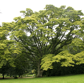Бархат амурский