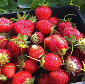 Земляника (клубника) 'Анабель' (ремонтантная)