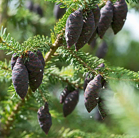 Ель черная (Picea mariana)