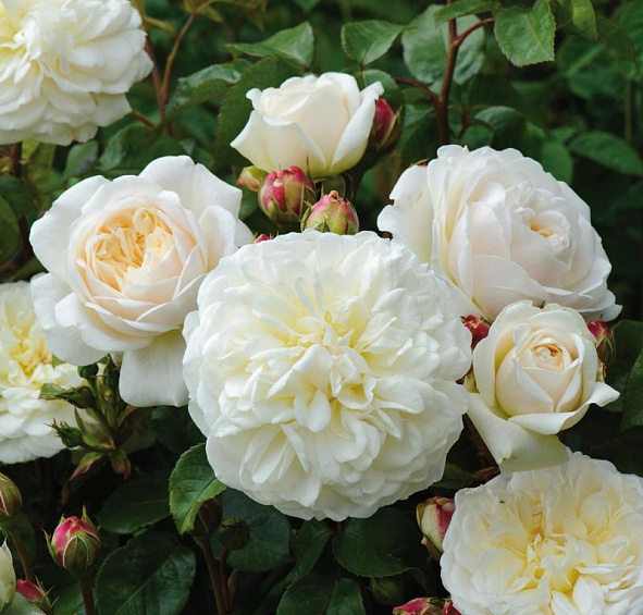 Роза 'Транквилити' (парковая) (белая)