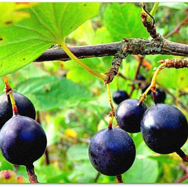 Крыжовник 'Орленок'